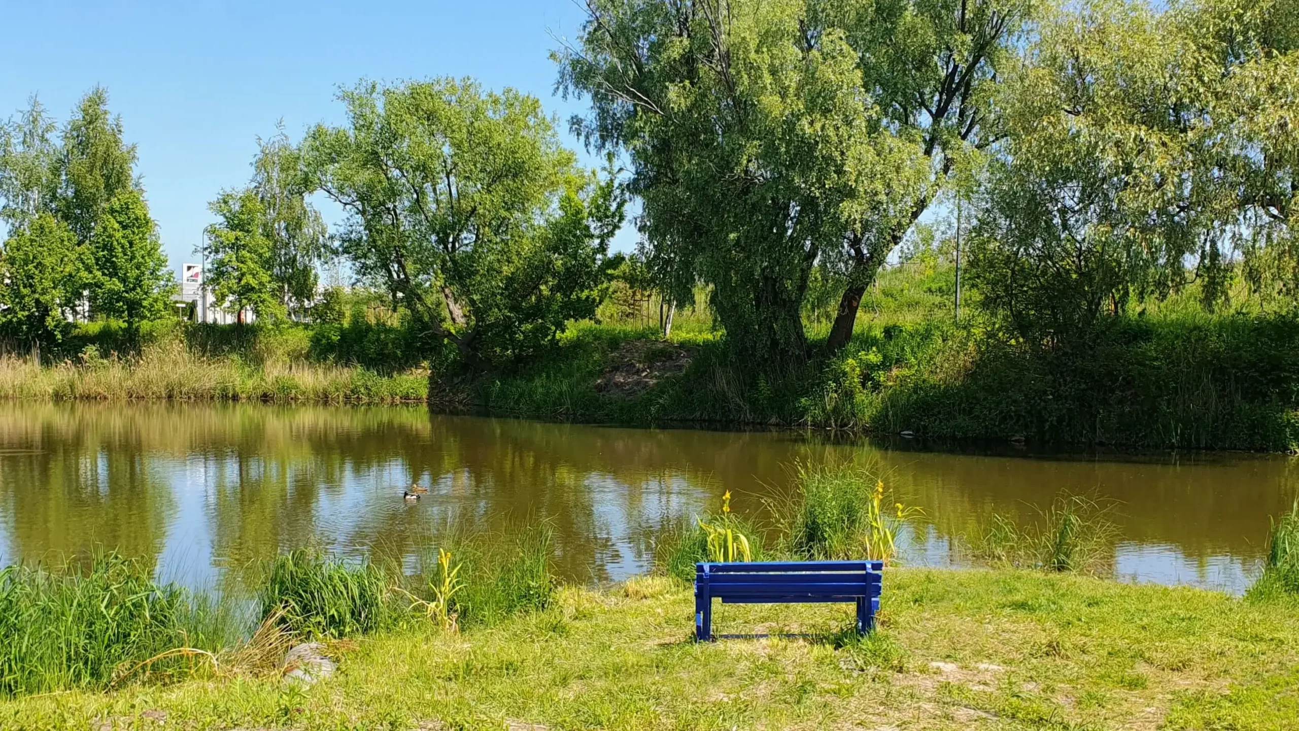 Zdjęcie terenów zielonych w okolicy Parku Bocianowo wykonane 30.05.2023